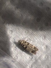 Bryotropha domestica