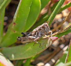 Melanoplus devastator