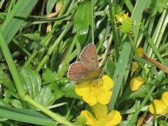 Lycaena tityrus subalpina