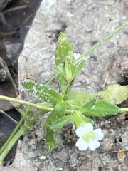 Mecardonia acuminata acuminata