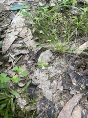 Mecardonia acuminata acuminata