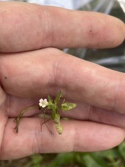 Mecardonia acuminata acuminata