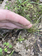 Mecardonia acuminata acuminata
