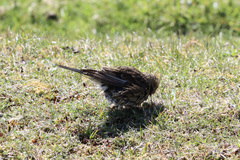 Linaria flavirostris