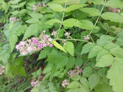 Rubus cockburnianus