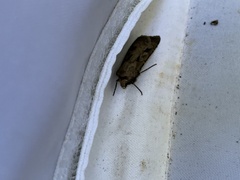 Agrotis exclamationis