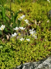 Saxifraga hypnoides
