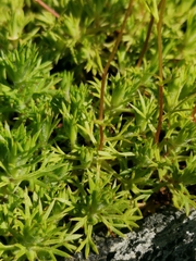 Saxifraga hypnoides