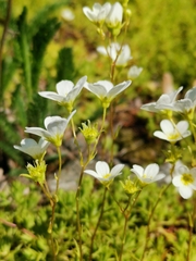 Saxifraga hypnoides