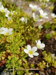 Saxifraga hypnoides
