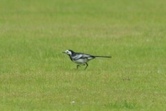 Motacilla alba yarrellii