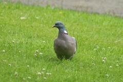 Columba palumbus