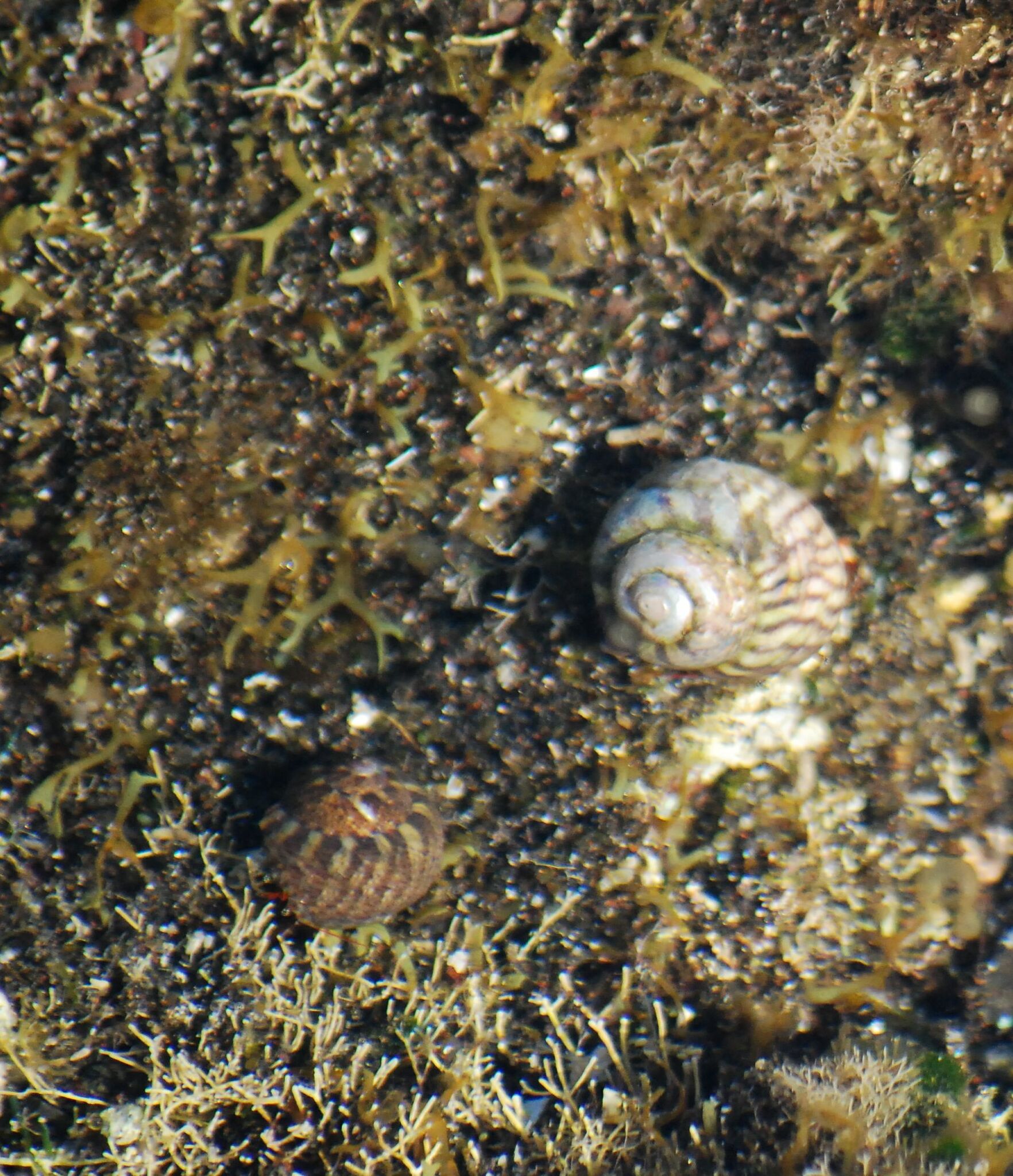 Gibbula candei