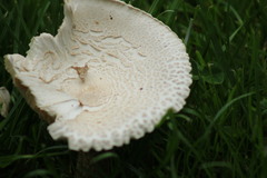 Chlorophyllum rhacodes