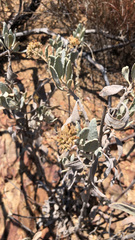 Eriodictyon traskiae