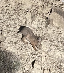 Lepus granatensis