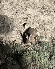 Lepus granatensis