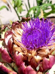 Cynara cardunculus
