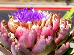 Cynara cardunculus