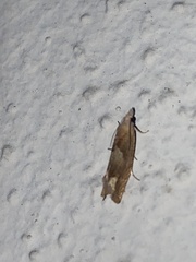 Eucosma conterminana