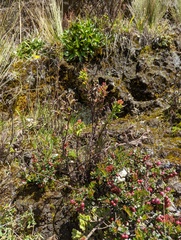 Castilleja fissifolia