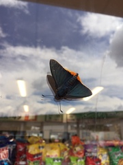 Chalypyge chalybea chloris