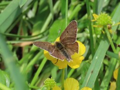 Lycaena tityrus subalpina