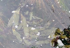 Desmarestia ligulata