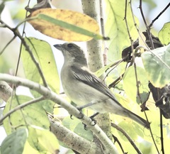 Spindalis zena benedicti