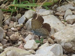 Lycaena tityrus subalpina