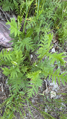 Tanacetum vulgare