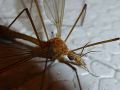 Tipula lunata