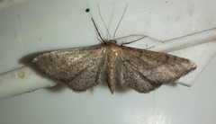 Idaea infirmaria