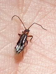 Nathrius brevipennis