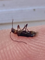 Nathrius brevipennis