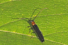 Oberea perspicillata