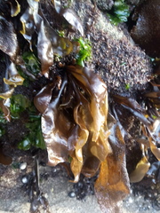 Mazzaella laminarioides