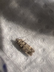 Bryotropha domestica