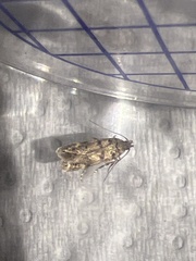 Bryotropha domestica