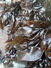 Mazzaella laminarioides