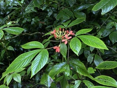 Podandrogyne decipiens