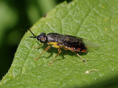 Odontomyia profuscata