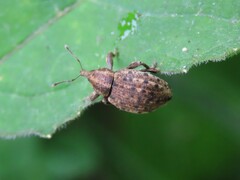 Hyperinae
