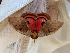 Automerella flexuosa