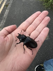 Lucanus cervus