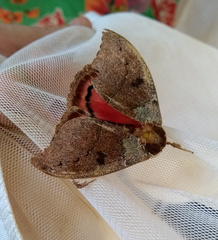 Automerella flexuosa