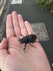 Lucanus cervus