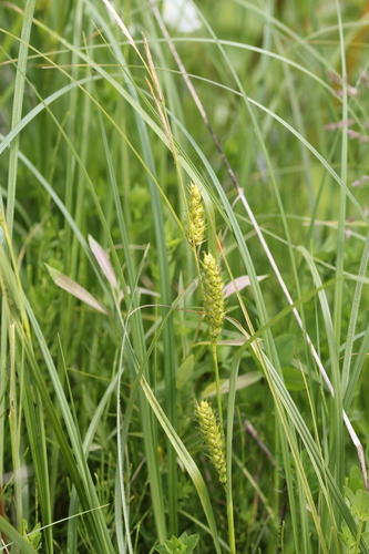 Wheat sedge (Carex atherodes)
