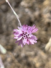 Lessingia hololeuca