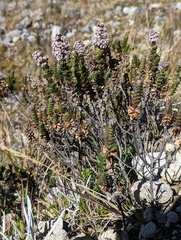 Valeriana microphylla